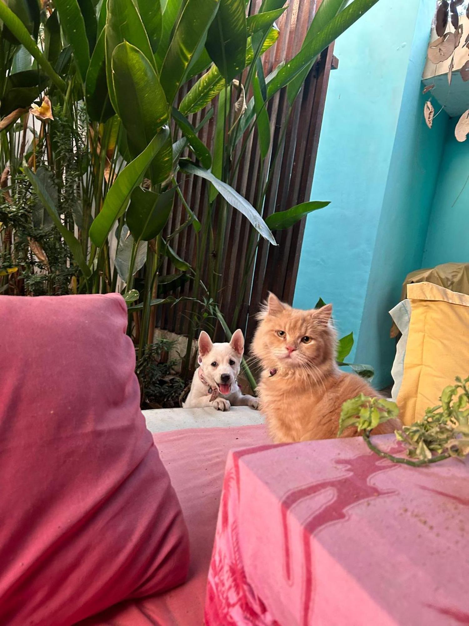 Shalana Homestay- Formerly Teka Teki House Seminyak Eksteriør billede